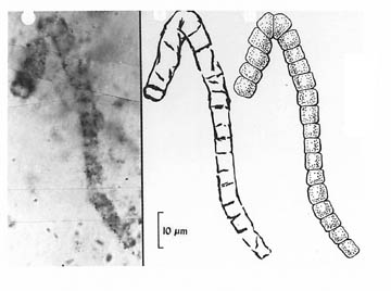fossil_alga.jpg (19449 bytes)