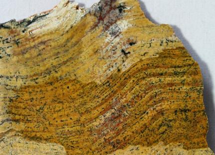 http://www.fossilmall.com/EDCOPE_Enterprises/stromatolite/stromatolites35/AS13042B.jpg