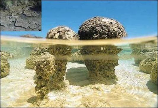 http://geologie.vsb.cz/paleontologie/paleontologie/Fytopaleontologie/Cyanobacteria_soubory/image014.jpg
