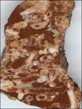 http://geologie.vsb.cz/paleontologie/paleontologie/zoopaleontologie/Kmen%20Archeocyatha_soubory/image009.jpg
