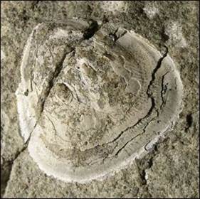 http://geologie.vsb.cz/paleontologie/paleontologie/zoopaleontologie/Ramenono%C5%BEci%20a%20mechovky/Lingulida_soubory/image007.jpg