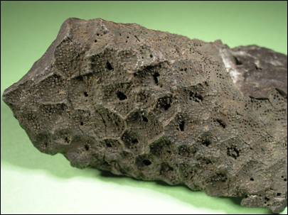http://geologie.vsb.cz/paleontologie/paleontologie/zoopaleontologie/DEUTEROSTOMIA/Diploporida%20a%20Rhombifera_soubory/image005.jpg