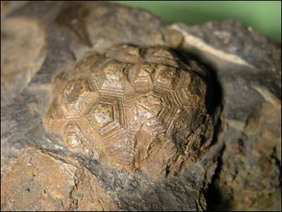 http://geologie.vsb.cz/paleontologie/paleontologie/zoopaleontologie/DEUTEROSTOMIA/Diploporida%20a%20Rhombifera_soubory/image007.jpg