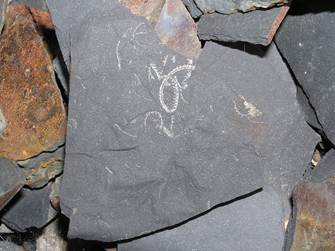 Litohlavy2