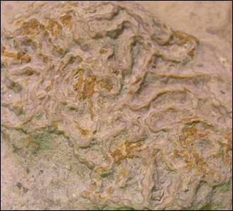 http://geologie.vsb.cz/paleontologie/paleontologie/zoopaleontologie/podt%C5%99%C3%ADdaTabulata_soubory/image013.jpg