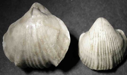 siberella