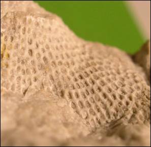 http://geologie.vsb.cz/paleontologie/paleontologie/zoopaleontologie/Ramenono%C5%BEci%20a%20mechovky/Cryptostomata_soubory/image009.jpg