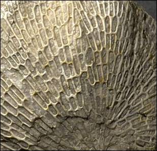 http://geologie.vsb.cz/paleontologie/paleontologie/zoopaleontologie/Ramenono%C5%BEci%20a%20mechovky/Cryptostomata_soubory/image010.jpg