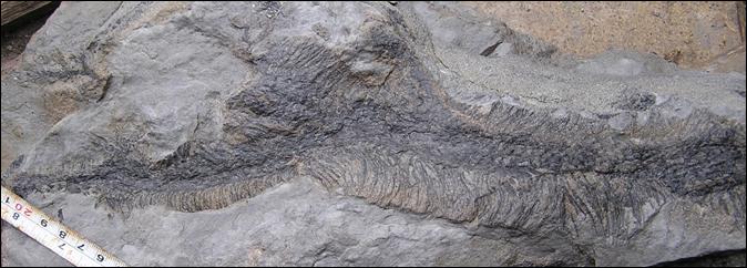 http://geologie.vsb.cz/paleontologie/paleontologie/Fytopaleontologie/VYSSI%20ROSTLINY/Lepidodendron_soubory/image017.jpg