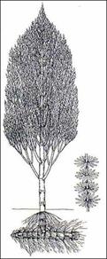 http://geologie.vsb.cz/paleontologie/paleontologie/Fytopaleontologie/VYSSI%20ROSTLINY/Calamites_soubory/image003.jpg
