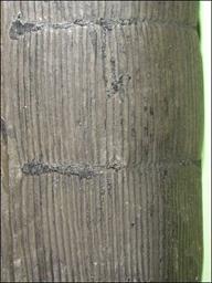 http://geologie.vsb.cz/paleontologie/paleontologie/Fytopaleontologie/VYSSI%20ROSTLINY/Calamites_soubory/image007.jpg