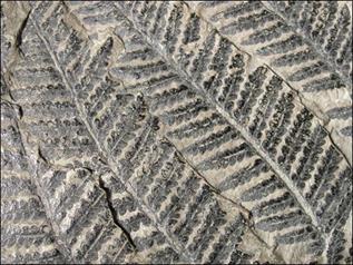 http://geologie.vsb.cz/paleontologie/paleontologie/Fytopaleontologie/VYSSI%20ROSTLINY/Pecopteris_soubory/image005.jpg