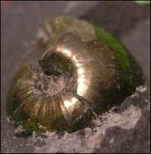 http://geologie.vsb.cz/paleontologie/paleontologie/zoopaleontologie/Mekkysi/%C5%98%C3%A1d%20Goniatitida_soubory/image003.jpg