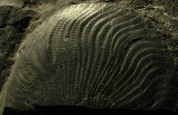 http://geologie.vsb.cz/paleontologie/paleontologie/zoopaleontologie/Mekkysi/%C5%98%C3%A1d%20Goniatitida_soubory/image005.jpg