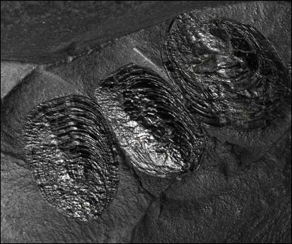 http://geologie.vsb.cz/paleontologie/paleontologie/zoopaleontologie/Ramenono%C5%BEci%20a%20mechovky/Lingulida_soubory/image006.jpg