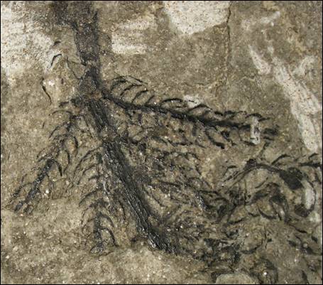 http://geologie.vsb.cz/paleontologie/paleontologie/Fytopaleontologie/VYSSI%20ROSTLINY/Walchia_soubory/image005.jpg