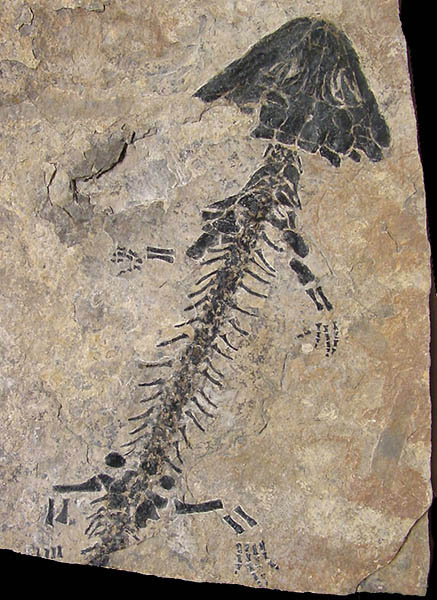 discosauriscus