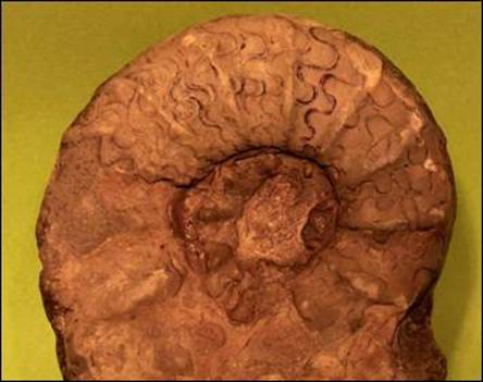http://geologie.vsb.cz/paleontologie/paleontologie/zoopaleontologie/Mekkysi/%C5%98%C3%A1d%20Ceratitida_soubory/image007.jpg
