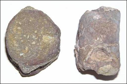 http://geologie.vsb.cz/paleontologie/paleontologie/zoopaleontologie/CHORDATA/Amphibia_soubory/image009.jpg
