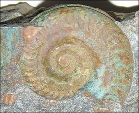 http://geologie.vsb.cz/paleontologie/paleontologie/zoopaleontologie/Mekkysi/%C5%98%C3%A1d%20Ammonitida_soubory/image005.jpg