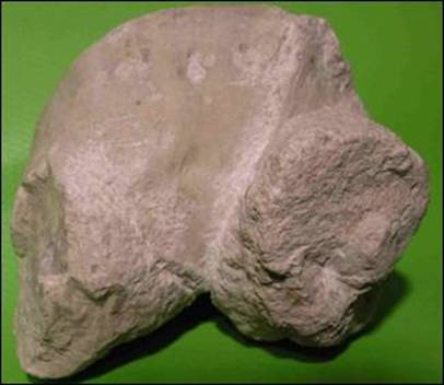 http://geologie.vsb.cz/paleontologie/paleontologie/zoopaleontologie/Mekkysi/T%C5%99%C3%ADda%20Bivalvia_soubory/image015.jpg
