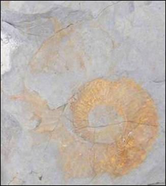 http://geologie.vsb.cz/paleontologie/paleontologie/zoopaleontologie/Mekkysi/%C5%98%C3%A1d%20Ancyloceratina_soubory/image006.jpg