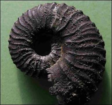 http://geologie.vsb.cz/paleontologie/paleontologie/zoopaleontologie/Mekkysi/%C5%98%C3%A1d%20Ammonitida_soubory/image003.jpg