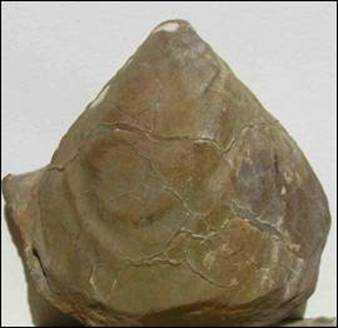http://geologie.vsb.cz/paleontologie/paleontologie/zoopaleontologie/Mekkysi/T%C5%99%C3%ADda%20Bivalvia_soubory/image009.jpg