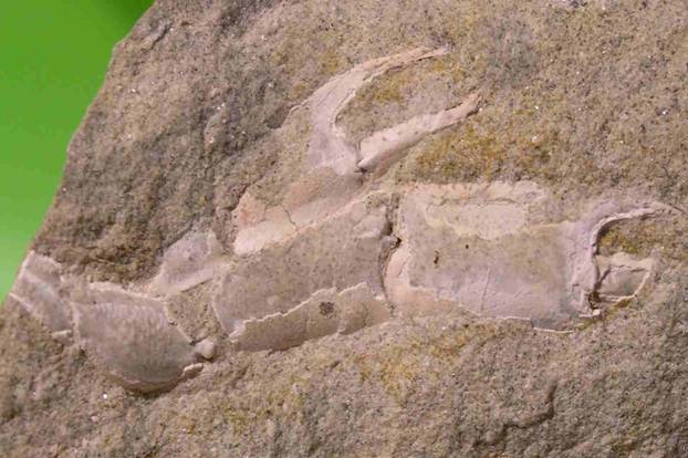 Protocallianassa