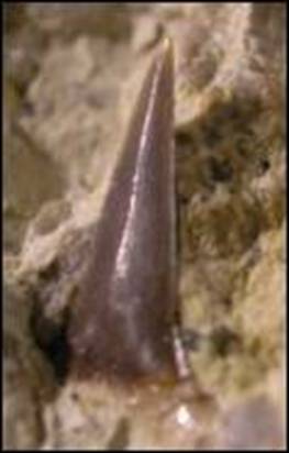 http://geologie.vsb.cz/paleontologie/paleontologie/zoopaleontologie/CHORDATA/Selachii_soubory/image012.jpg
