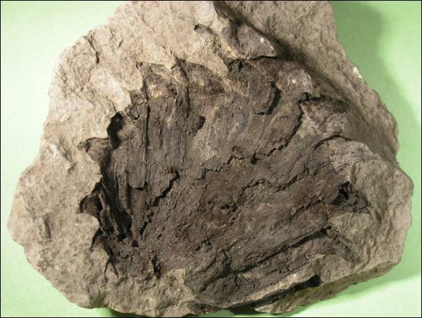 http://geologie.vsb.cz/paleontologie/paleontologie/Fytopaleontologie/VYSSI%20ROSTLINY/Pinus_soubory/image003.jpg