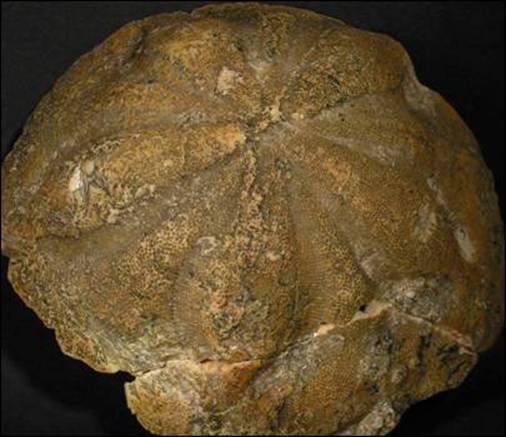 http://geologie.vsb.cz/paleontologie/paleontologie/zoopaleontologie/DEUTEROSTOMIA/Echonoidea_soubory/image015.jpg