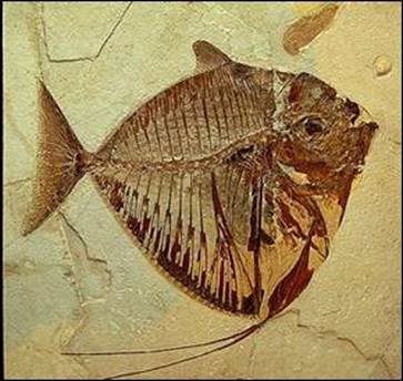 http://geologie.vsb.cz/paleontologie/paleontologie/zoopaleontologie/CHORDATA/Actinopterygii_soubory/image013.jpg