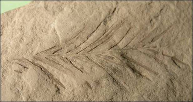 http://geologie.vsb.cz/paleontologie/paleontologie/Fytopaleontologie/VYSSI%20ROSTLINY/Taxodium_soubory/image003.jpg