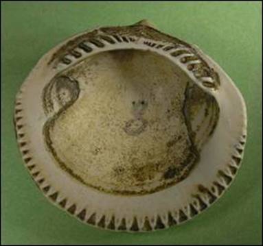 http://geologie.vsb.cz/paleontologie/paleontologie/zoopaleontologie/Mekkysi/T%C5%99%C3%ADda%20Bivalvia_soubory/image017.jpg
