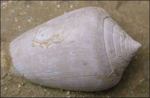http://geologie.vsb.cz/paleontologie/paleontologie/zoopaleontologie/Mekkysi/T%C5%99%C3%ADda%20Gastropoda_soubory/image012.jpg