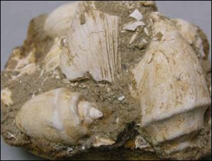 http://geologie.vsb.cz/paleontologie/paleontologie/zoopaleontologie/Mekkysi/T%C5%99%C3%ADda%20Gastropoda_soubory/image013.jpg